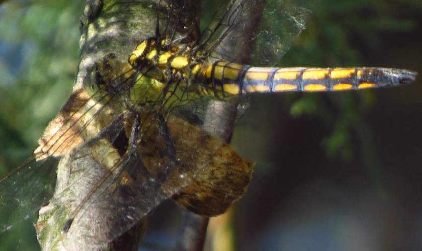 Predazione di falena da parte di Orthetrum cancellatum